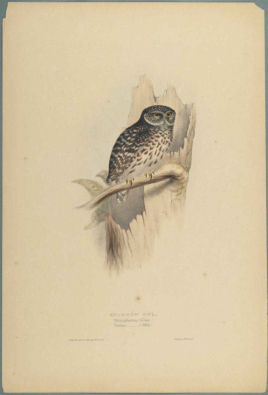 Strix Pafsernia - Noctua (kolor lito na papierze tkanym) autorstwa John Gould