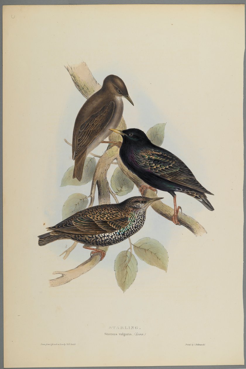 Sturnus Vulgaris - Starling (kolor lito na papierze tkanym) autorstwa John Gould