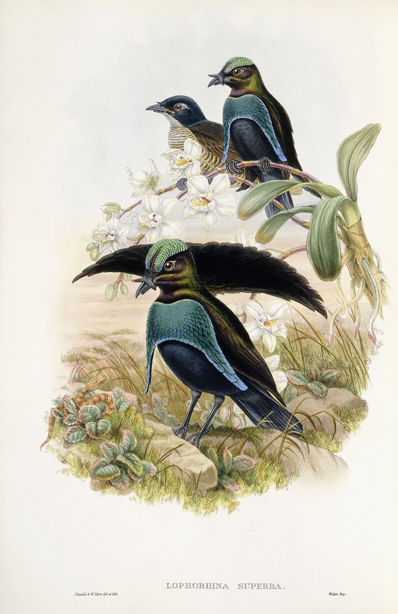 Wspaniały Rajski Ptak autorstwa John Gould
