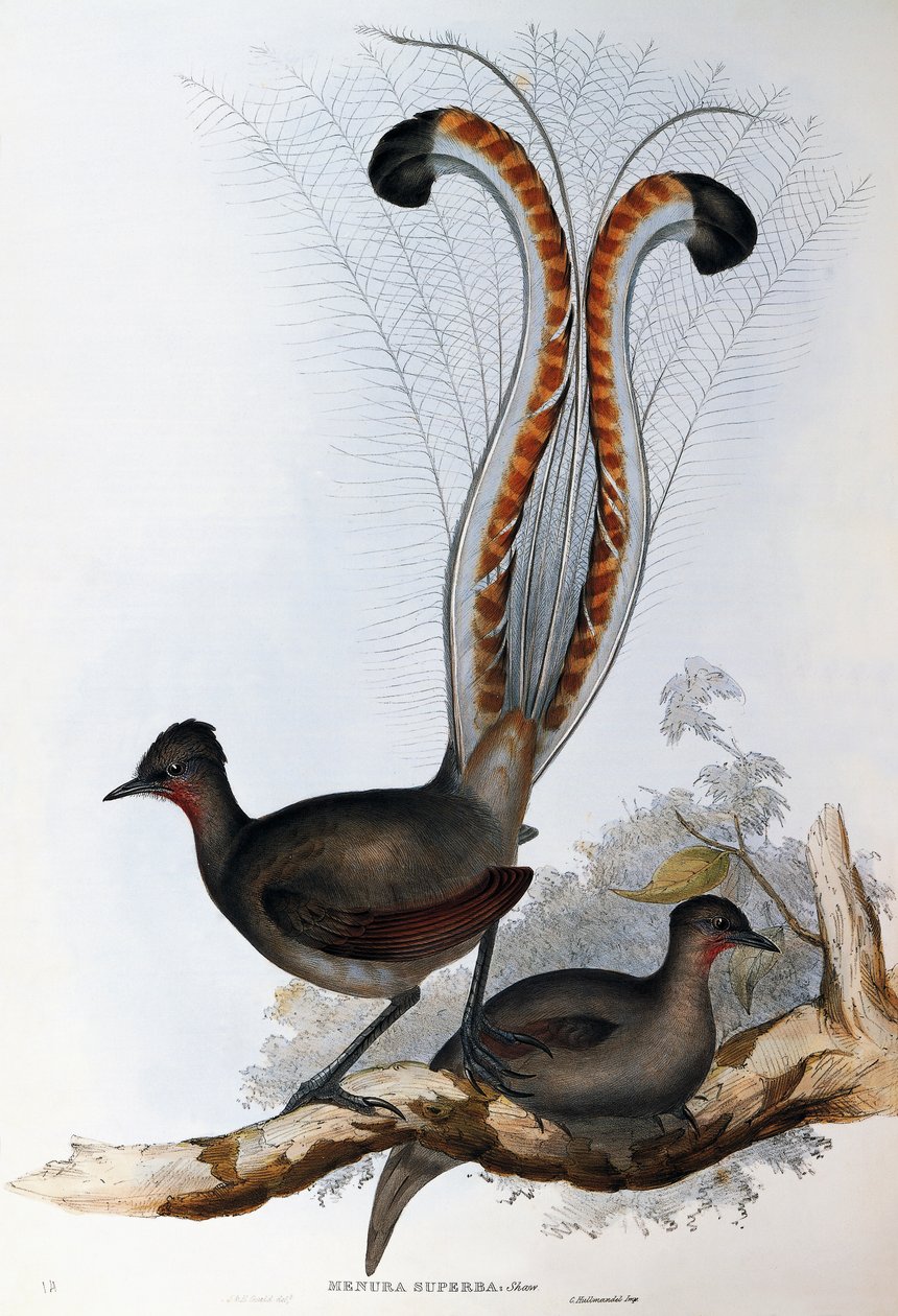 Lirogon wspaniały (Menura superba) autorstwa John Gould