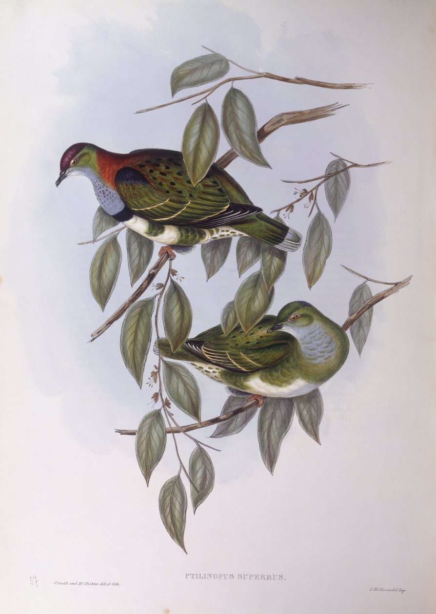 Znakomity gołąb owocowy (Ptilinopus superbus), Grawerowanie autorstwa Johna Gould autorstwa John Gould