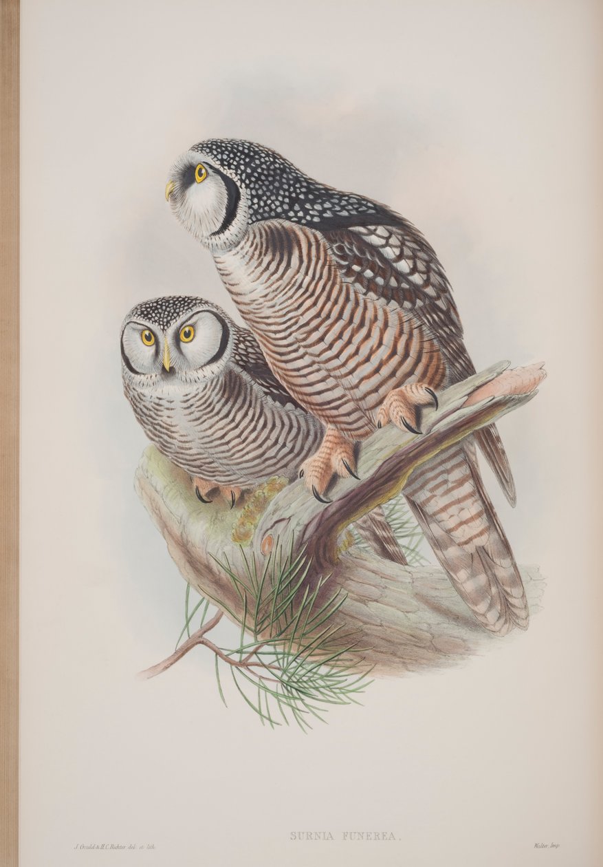 Surnia Funerea, płyta z The Birds of Great Britain autorstwa Johna Goulda, wydana w latach 1862-73 (litografia ręcznie kolorowana) autorstwa John Gould