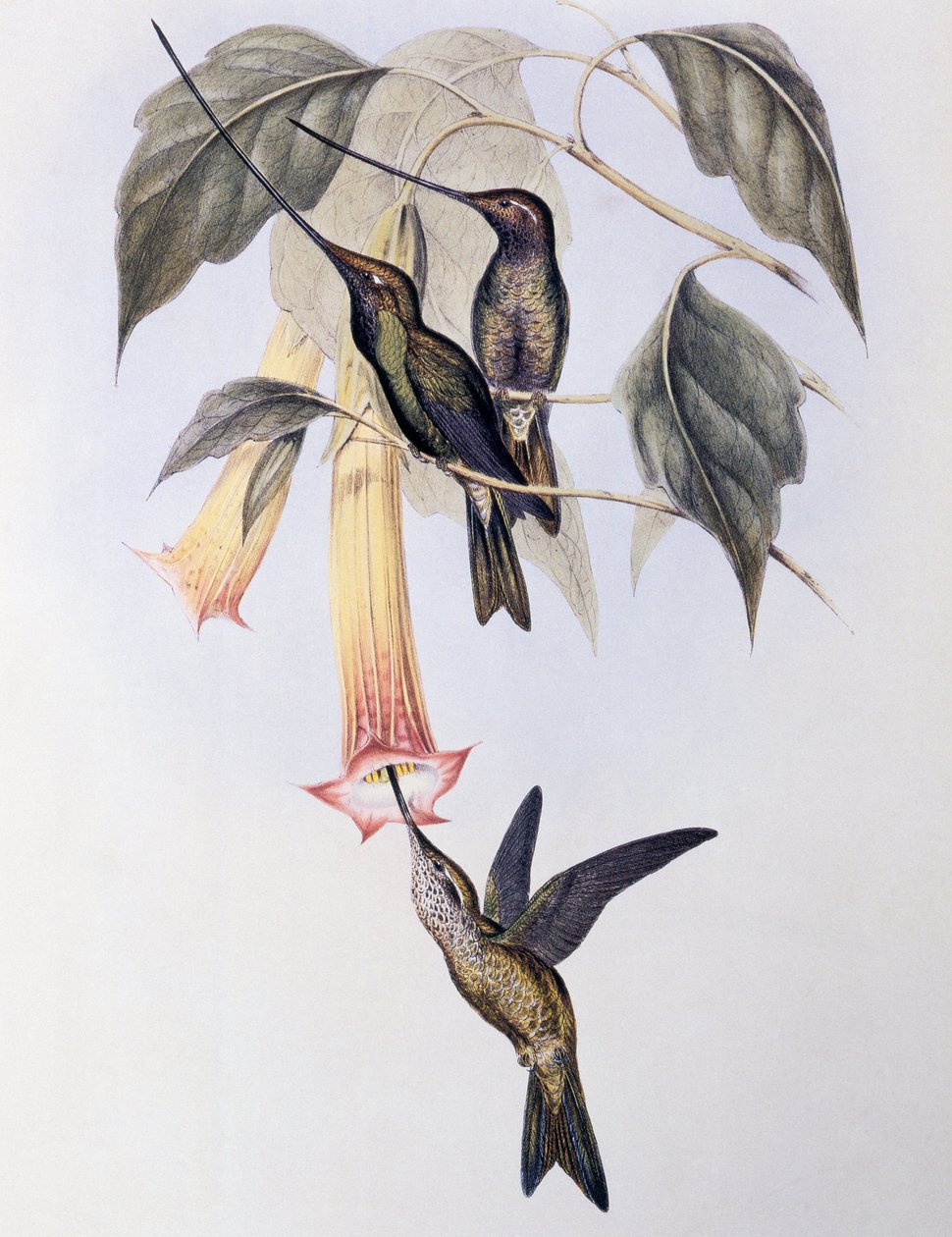 Koliber mieczodzioby (Docimastes ensiferus) autorstwa John Gould