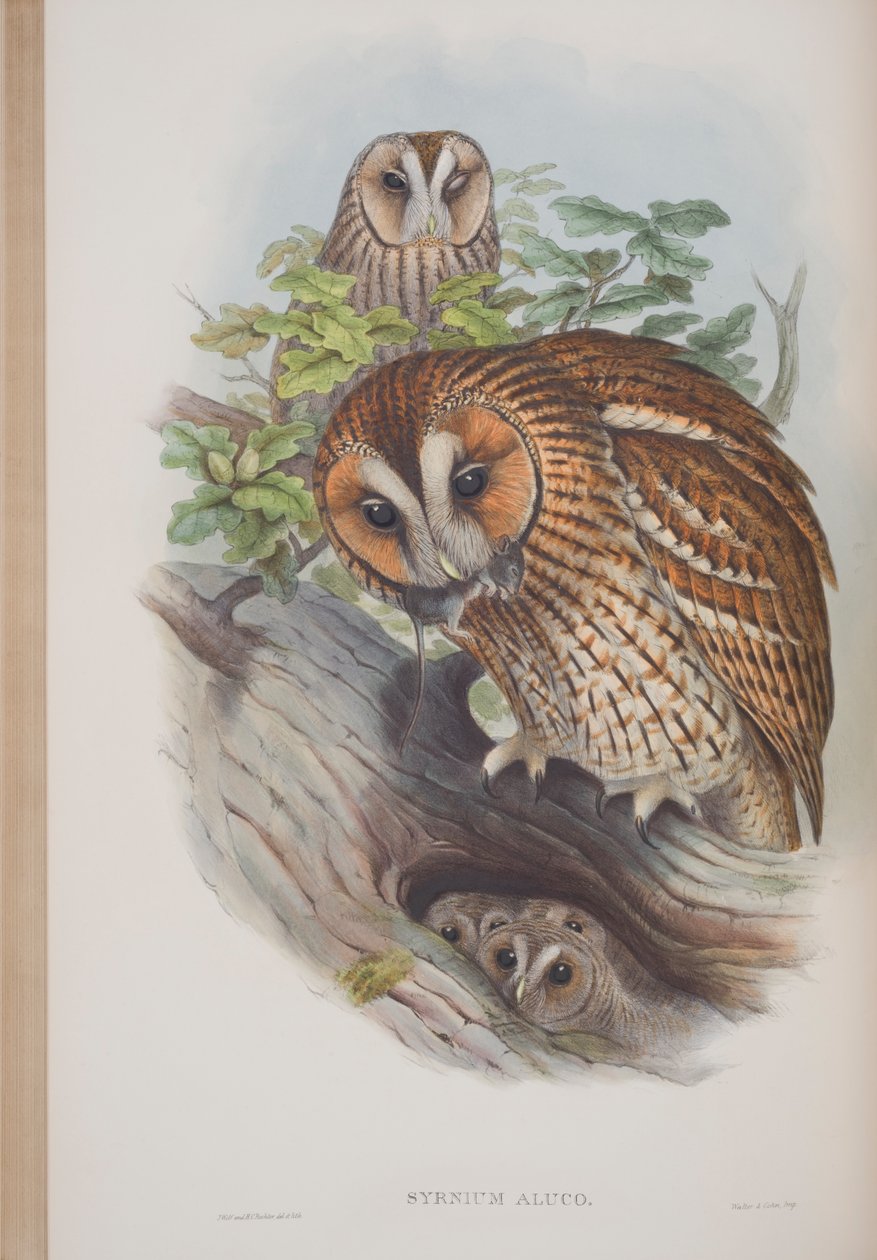 Syrnium Aluco, płyta z The Birds of Great Britain autorstwa Johna Goulda, wydana w latach 1862-73 (litografia ręcznie kolorowana) autorstwa John Gould