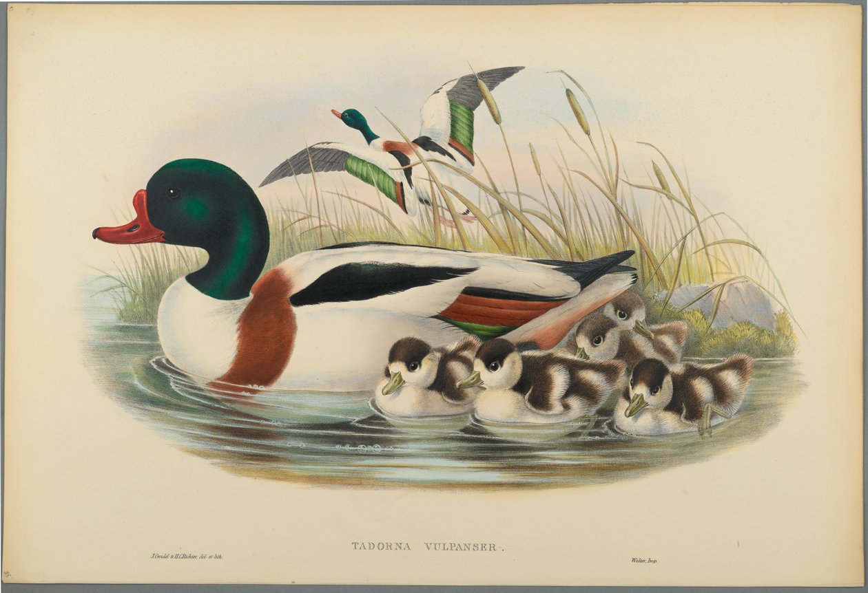 Tadorna Vulpanser: Sheldrake (kolor lito na papierze tkanym) autorstwa John Gould