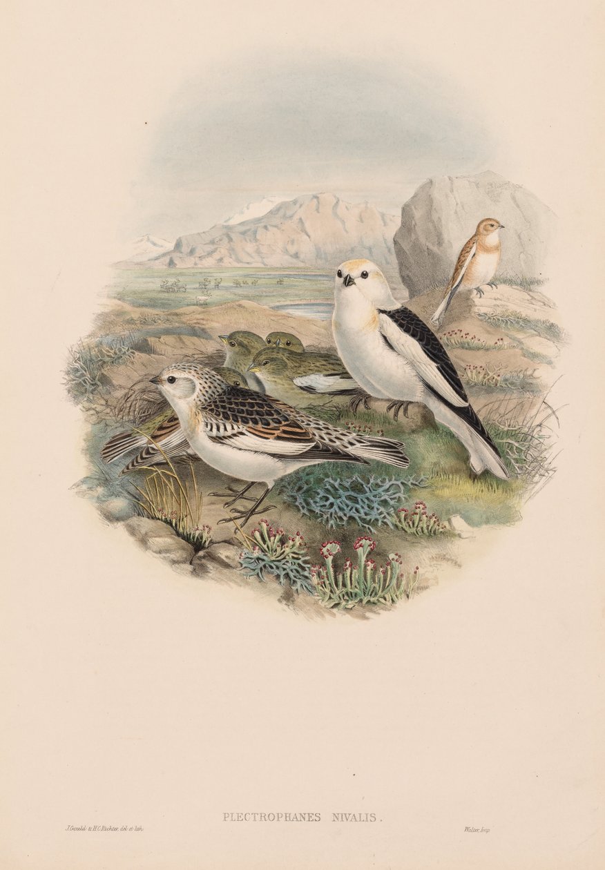 Ptaki Wielkiej Brytanii: Plestrophanes nivalis. autorstwa John Gould