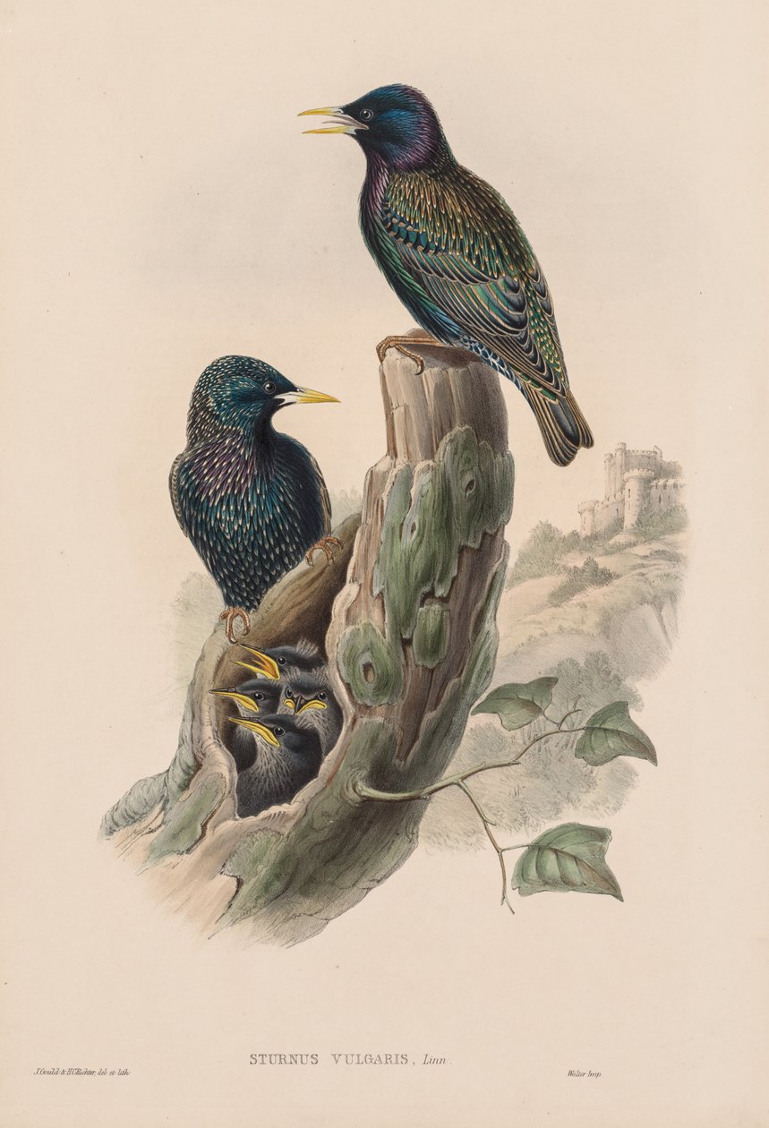 Ptaki Wielkiej Brytanii: Sturnur vulgaris. autorstwa John Gould
