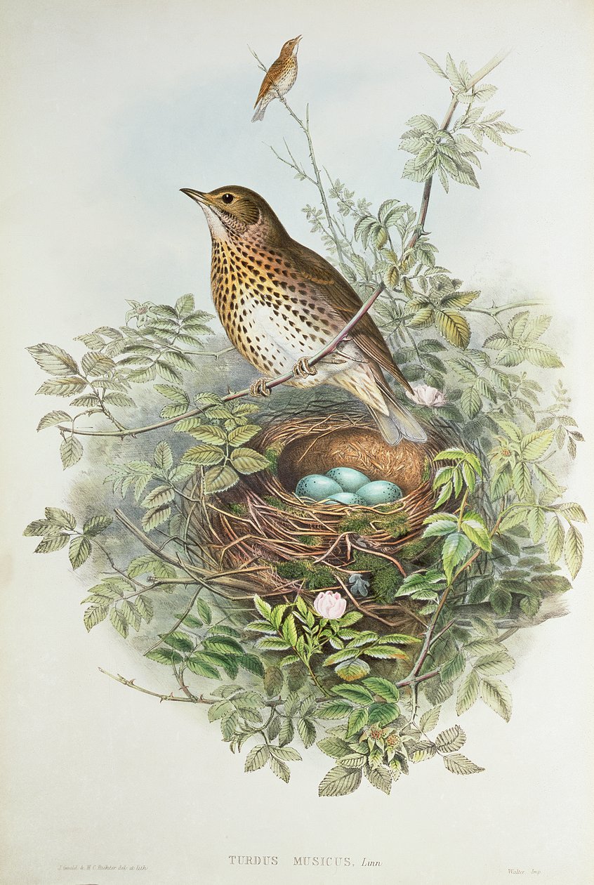 Drozd z gniazdem (kolor lito) autorstwa John Gould