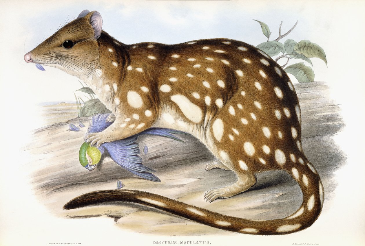 Tygrys Quoll autorstwa John Gould