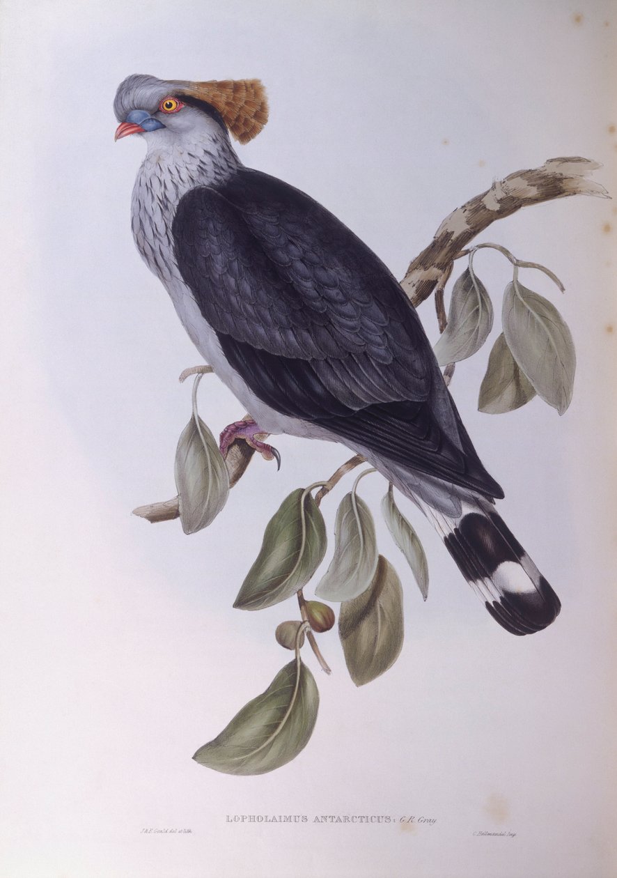 Gołąb Topknot (Lopholaimus antarcticus), Grawerowanie Johna Gould autorstwa John Gould