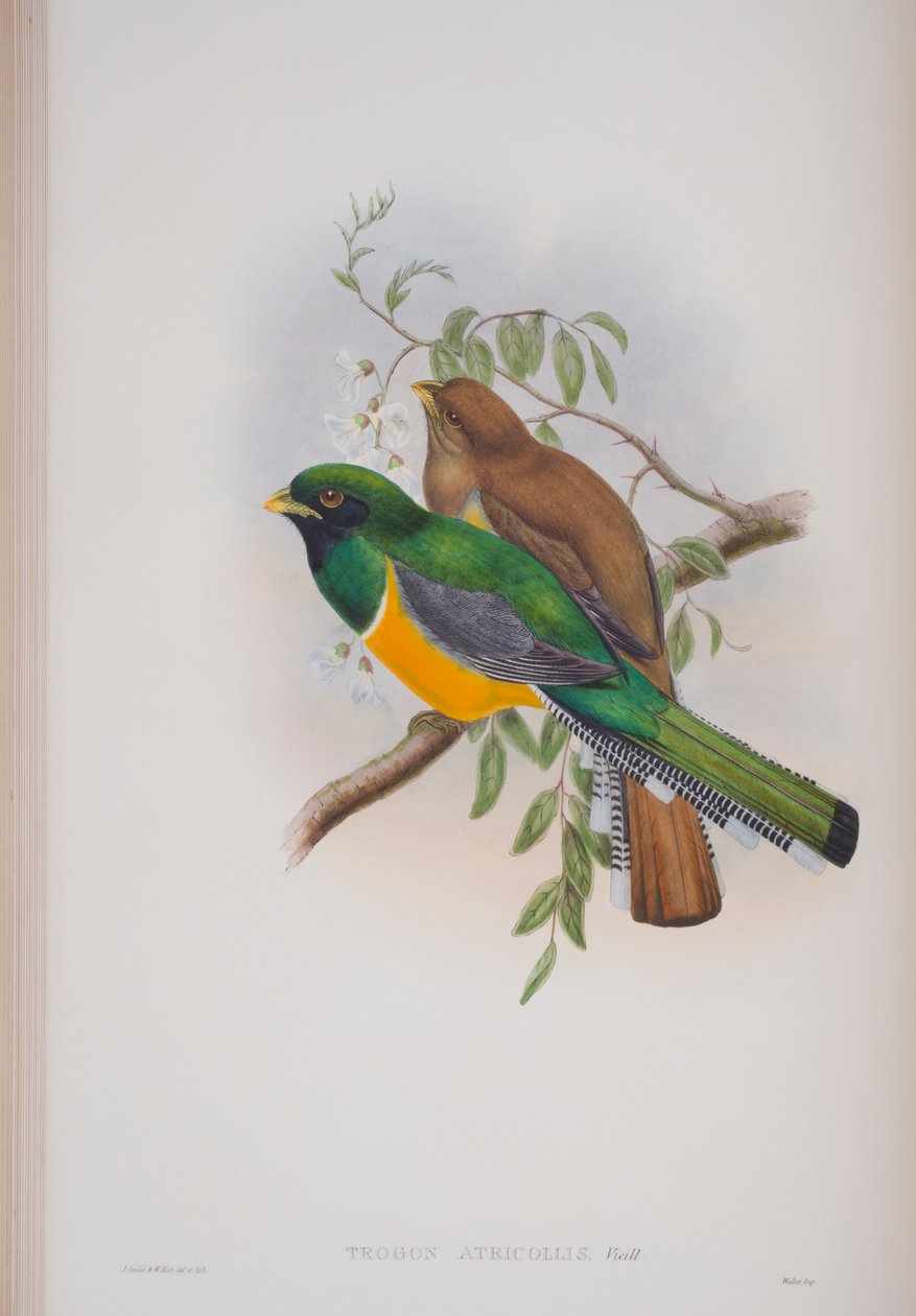 Trogon Atriccollis, płyta z The Birds of Great Britain autorstwa Johna Goulda, wydana w latach 1862-73 (litografia ręcznie kolorowana) autorstwa John Gould