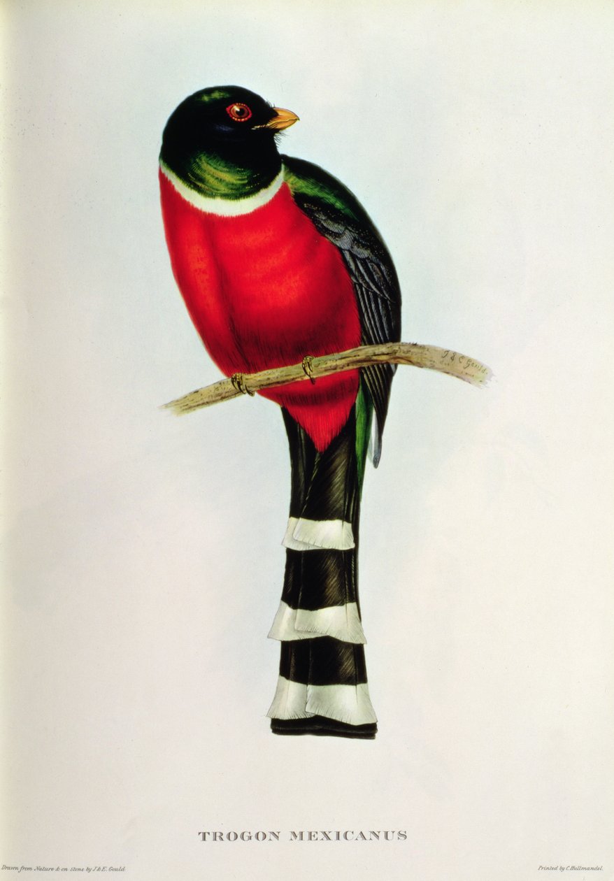 Trogon meksykański autorstwa John Gould