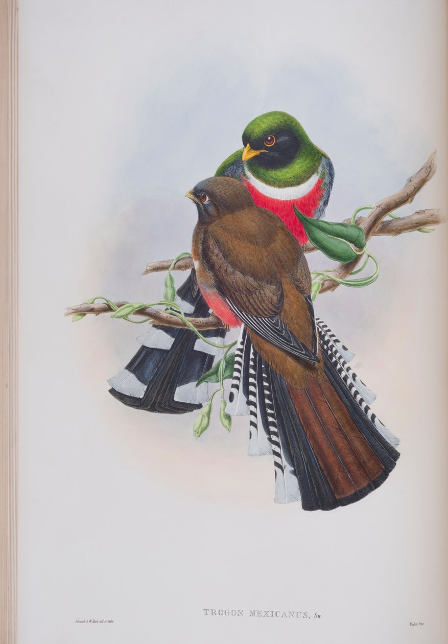 Trogon Mexicanus, płyta z The Birds of Great Britain autorstwa Johna Goulda, wydana w latach 1862-73 (litografia ręcznie kolorowana) autorstwa John Gould