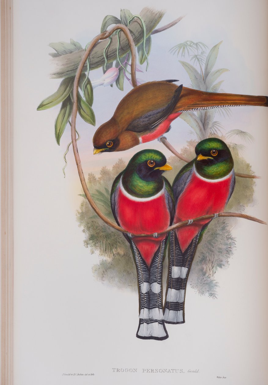 Trogon Personatus, płyta z The Birds of Great Britain autorstwa Johna Goulda, wydana w latach 1862-73 (litografia ręcznie kolorowana) autorstwa John Gould