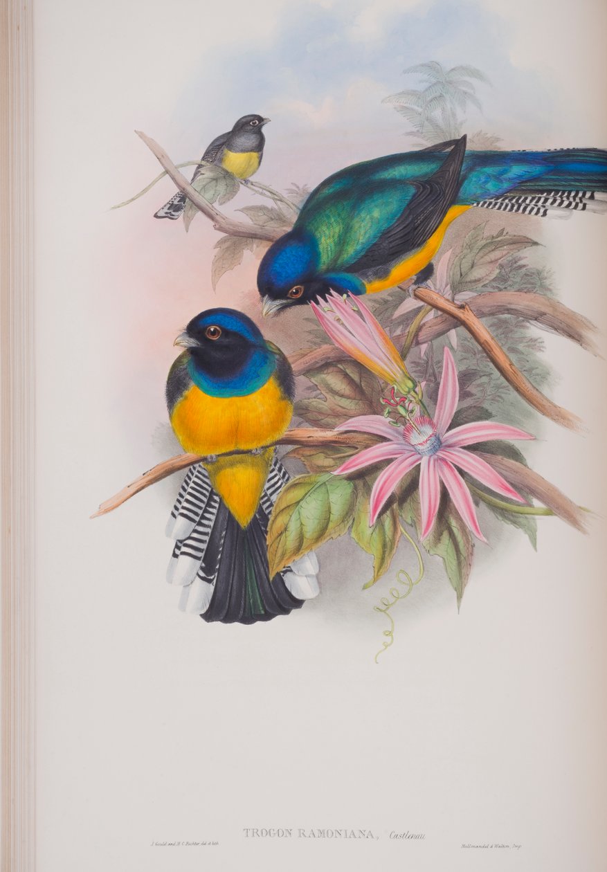 Trogon Ramonana, płyta z The Birds of Great Britain autorstwa Johna Goulda, wydana w latach 1862-73 (litografia ręcznie kolorowana) autorstwa John Gould