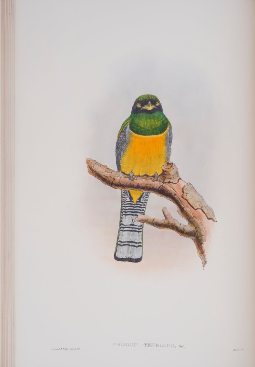 Trogon Tenellus, płyta z The Birds of Great Britain autorstwa Johna Goulda, wydana w latach 1862-73 (litografia ręcznie kolorowana) autorstwa John Gould