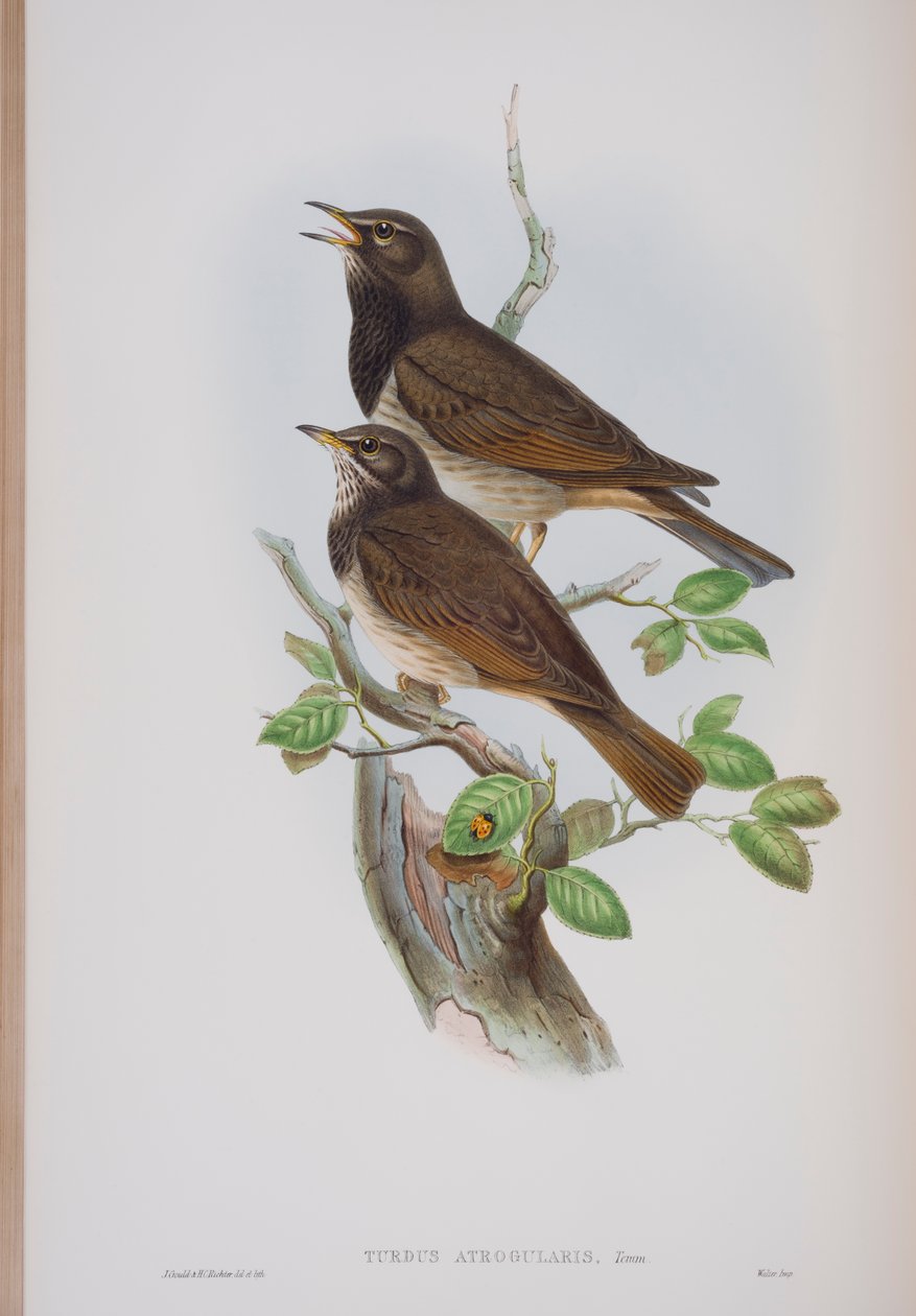 Turdis Atrogularis, płyta z The Birds of Great Britain autorstwa Johna Goulda, wydana w latach 1862-73 (litografia ręcznie kolorowana) autorstwa John Gould