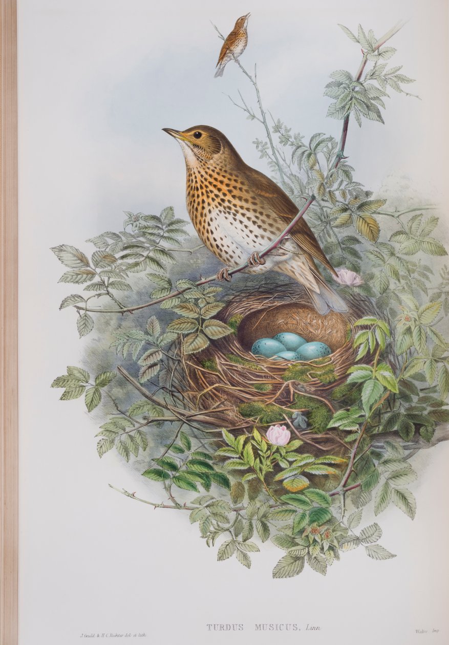 Turdus Musicus, płyta z The Birds of Great Britain autorstwa Johna Goulda, wydana w latach 1862-73 (litografia ręcznie kolorowana) autorstwa John Gould