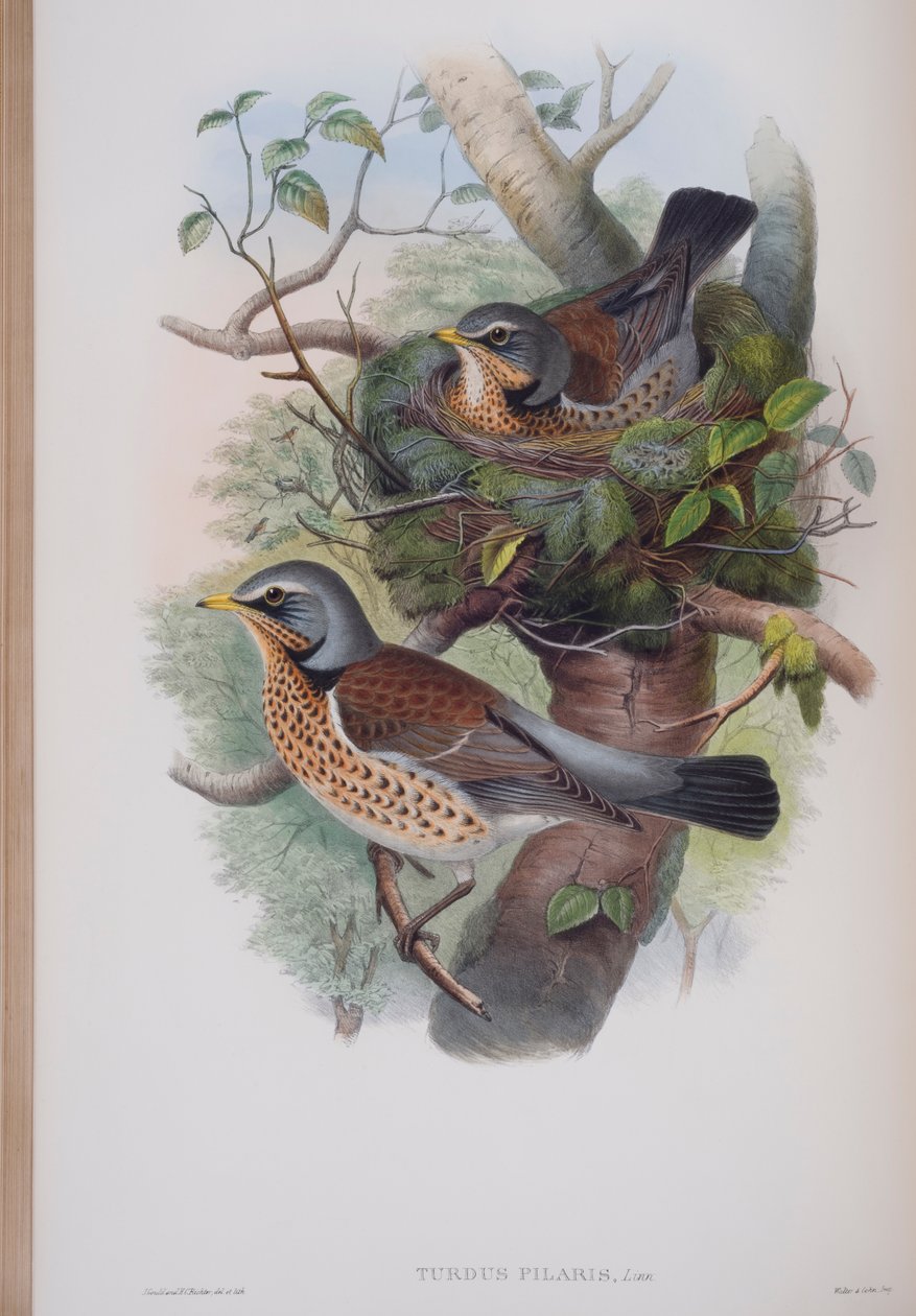 Turdus Pilaris, płyta z The Birds of Great Britain autorstwa Johna Goulda, wydana w latach 1862-73 (litografia ręcznie kolorowana) autorstwa John Gould