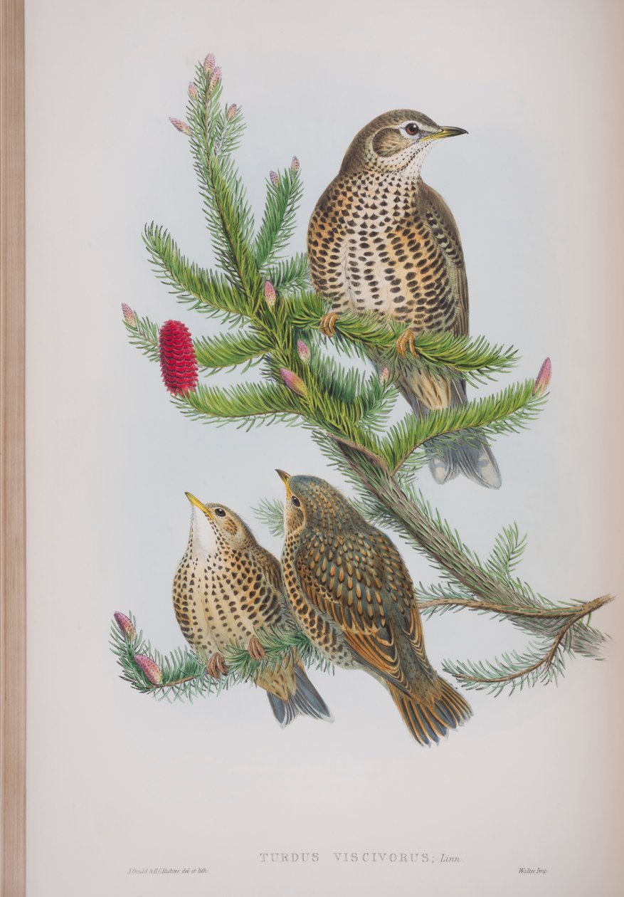 Turdus Viscivorus, płyta z The Birds of Great Britain autorstwa Johna Goulda, wydana w latach 1862-73 (litografia ręcznie kolorowana) autorstwa John Gould