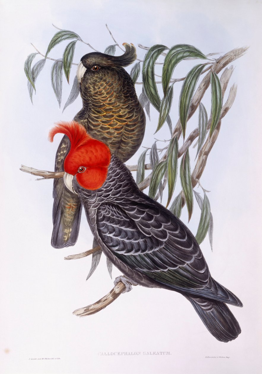 Dwie papugi siedzące na gałęzi, grawer autorstwa John Gould