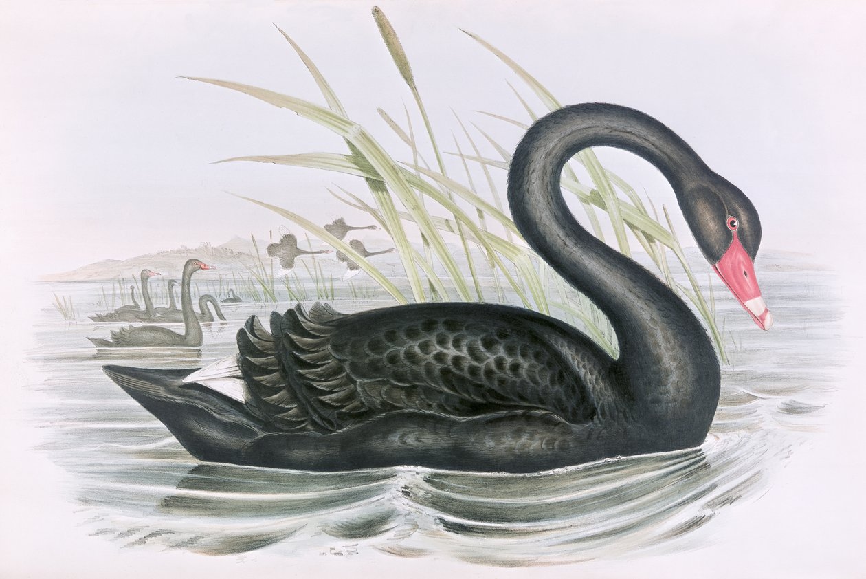 Nieznany obraz autorstwa John Gould