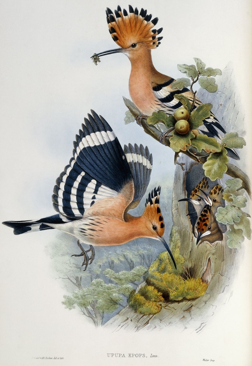 Upupa epope autorstwa John Gould