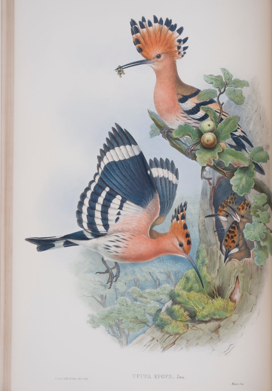 Upupa Epops, płyta z The Birds of Great Britain autorstwa Johna Goulda, wydana w latach 1862-73 (litografia ręcznie kolorowana) autorstwa John Gould