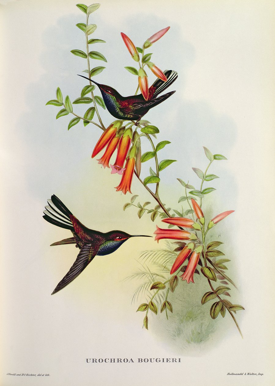 Urochroa Bougieri autorstwa John Gould