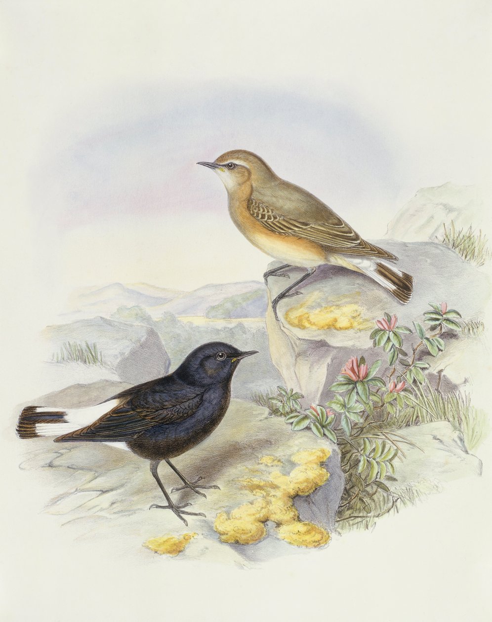 Ziarno pszenicy (Oenanthe picata), Grawerowanie Johna Gould autorstwa John Gould