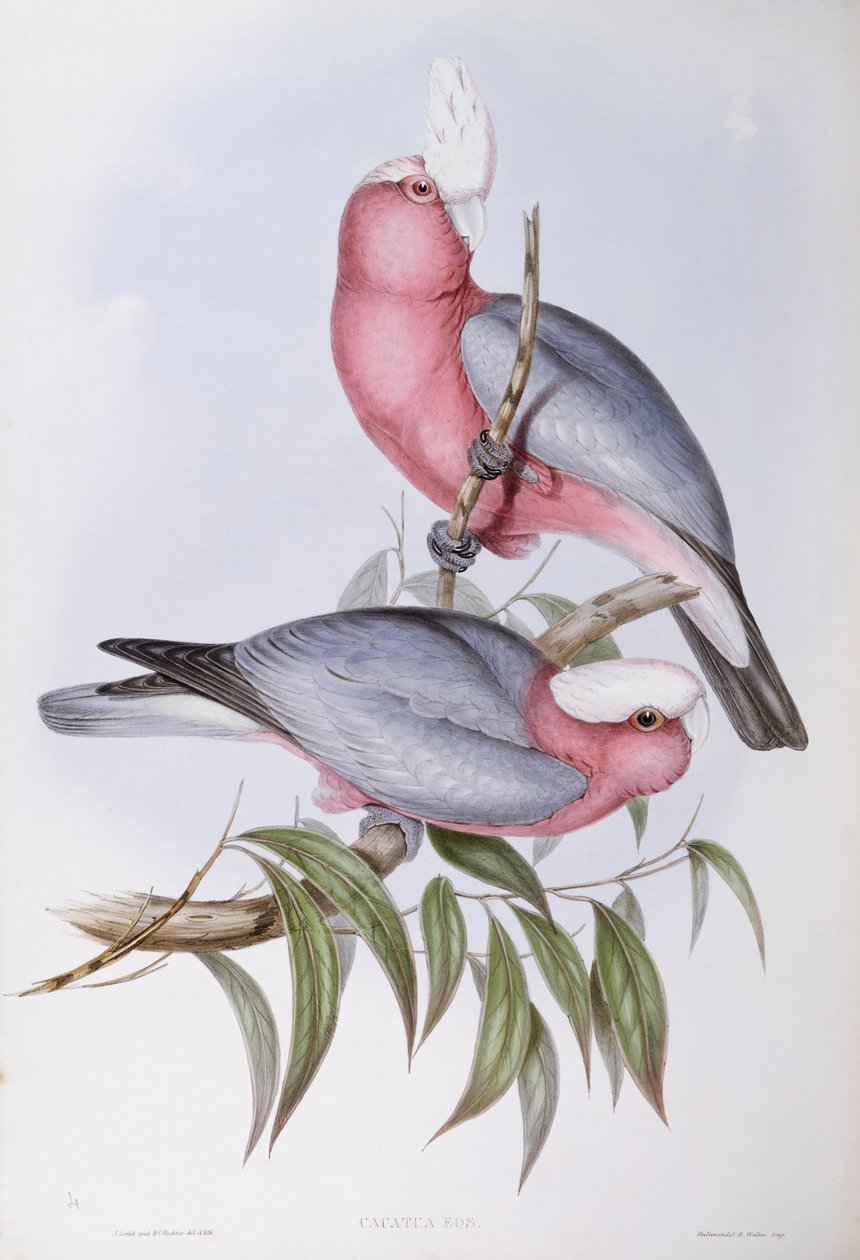 Lory fioletowoszyi (Eos squamata), Grawerowanie autorstwa Johna Gould autorstwa John Gould