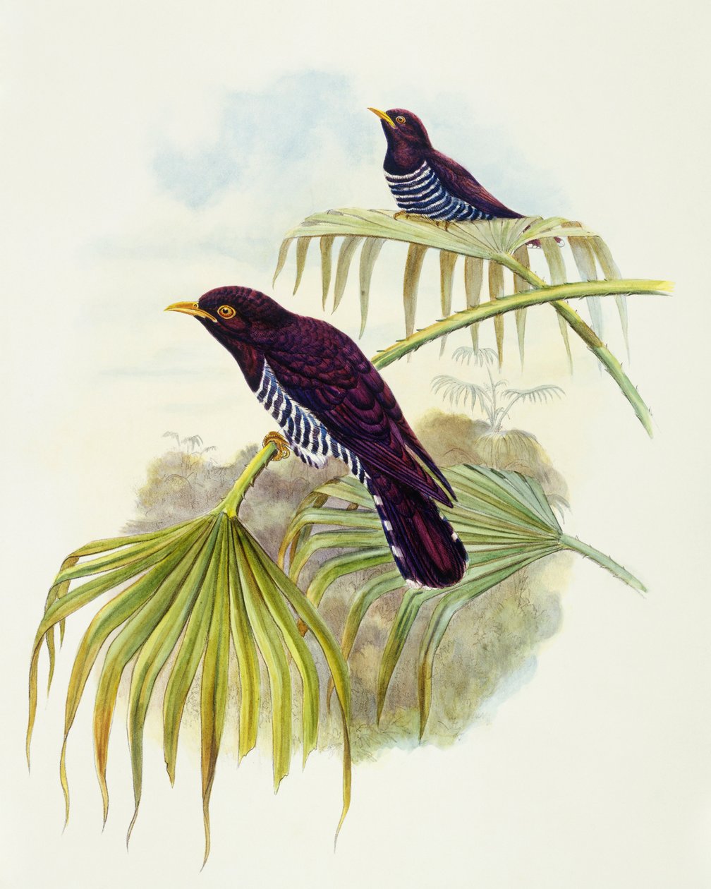Kukułka fioletowa (Chrysococcyx xanthorhynchus), Grawerowanie Johna Gould autorstwa John Gould