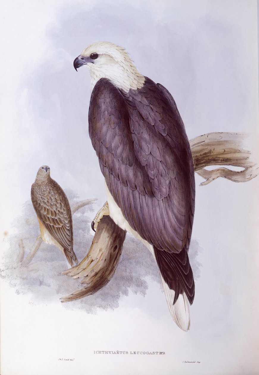 Orzeł bielik (Haliaeetus leucogaster), rycina autorstwa Johna Goulda autorstwa John Gould