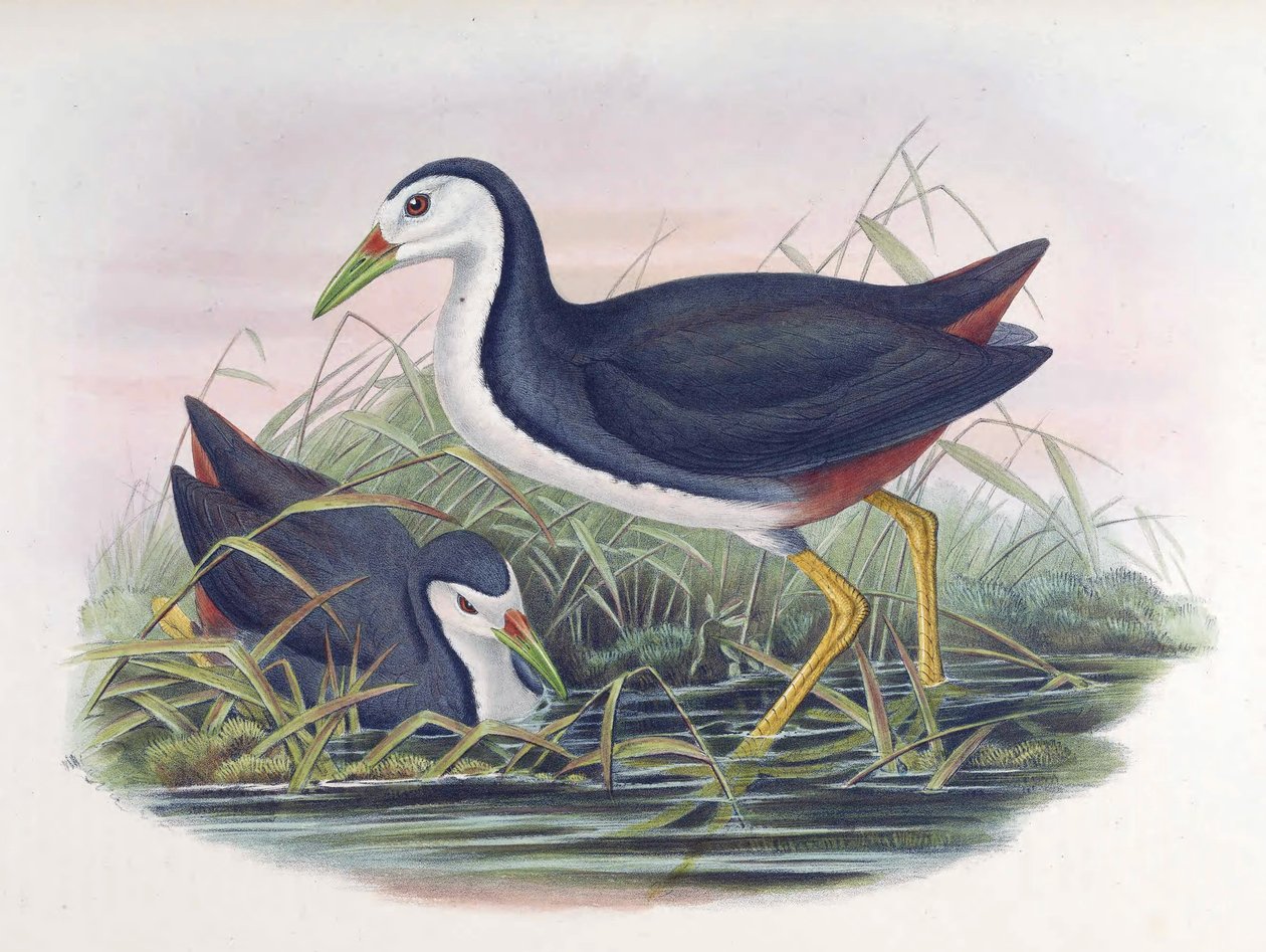 Wodnik białopierśny Amaurornis phoenicurus (proporczyk) autorstwa John Gould