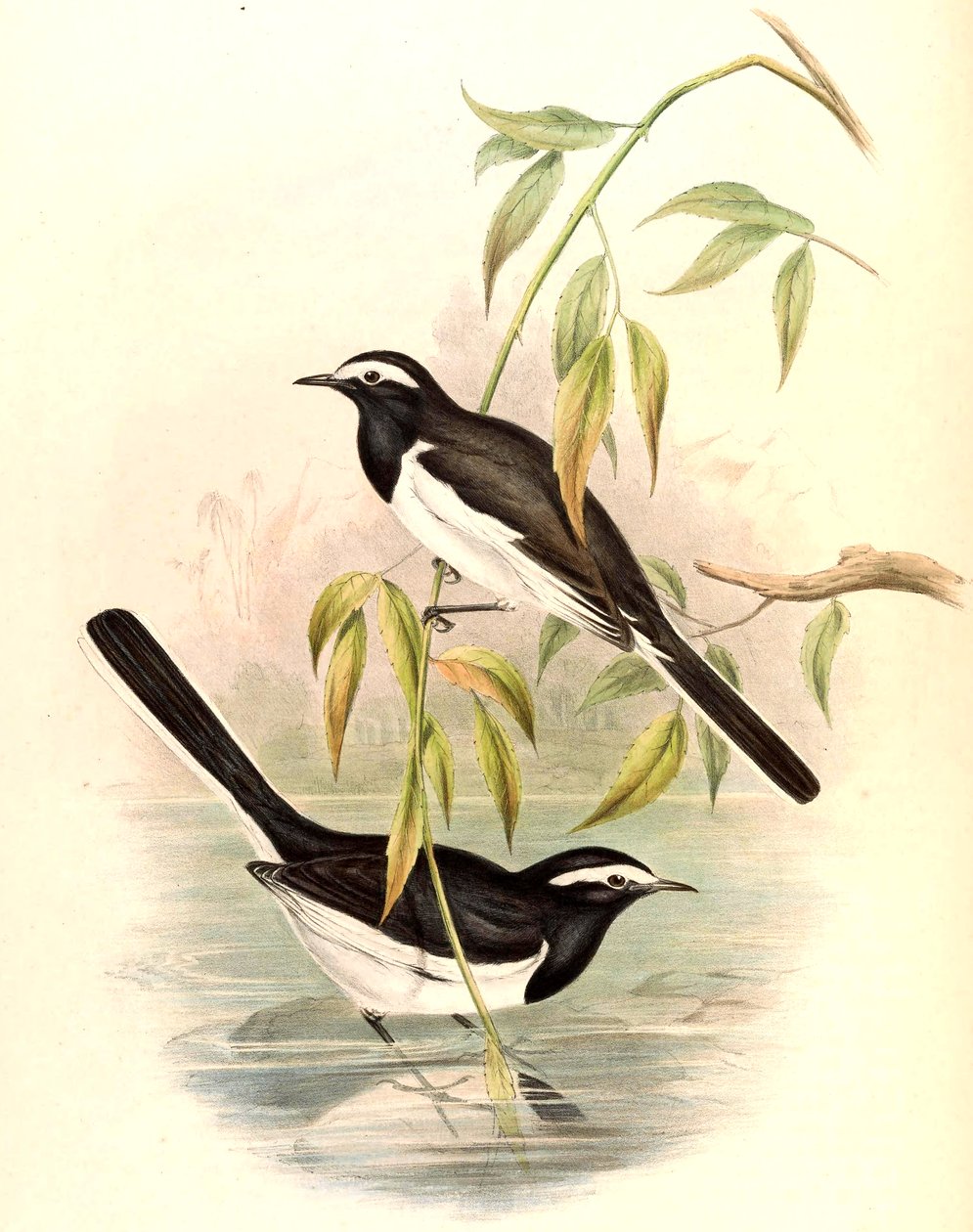 Pliszka białobrewa (duża pliszka żałobna) Motacilla maderaspatensis Gmelin autorstwa John Gould