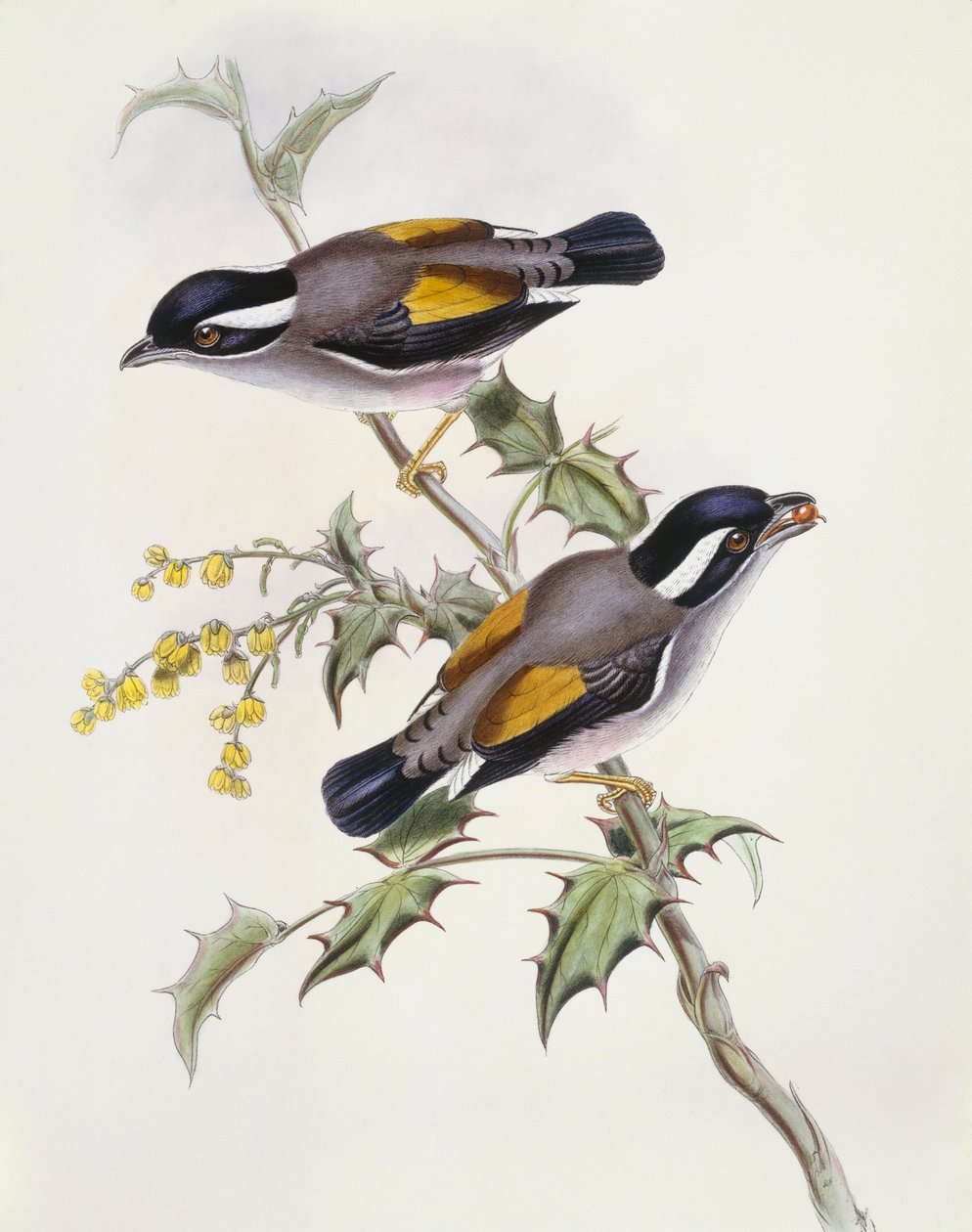 Gąsiorka białobrewa (Pteruthius flaviscapis), Grawerowanie Johna Goulda autorstwa John Gould