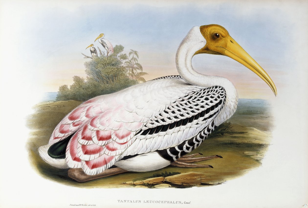 Ibis białogłowy; Tantalus Leucocephalus, c.1850-1873 autorstwa John Gould