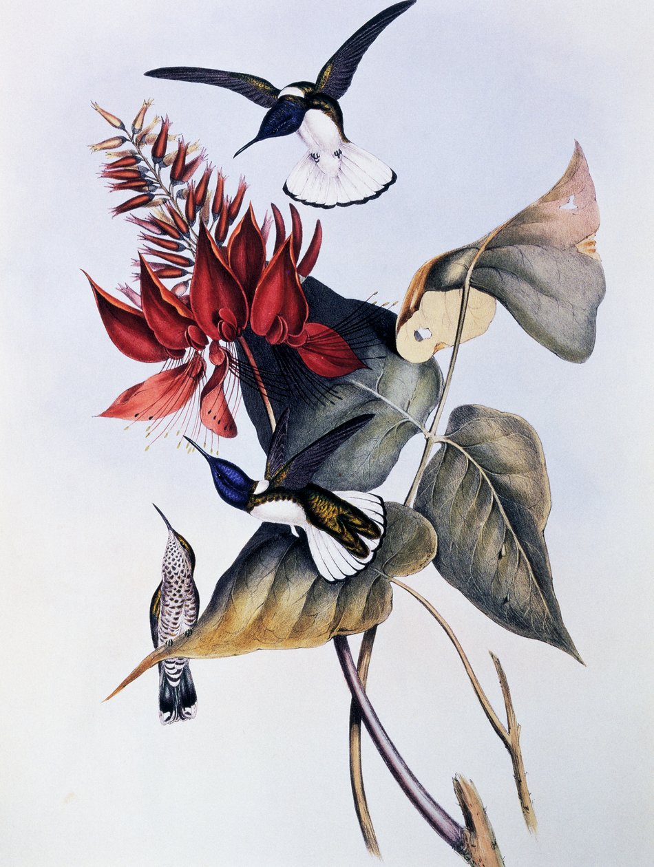 Jakobin białoszyi (Florisuga mellivora), grawerowanie z monografii Trochilidae lub kolibrów (1849-1861), Johna Goulda (1804-1881) autorstwa John Gould