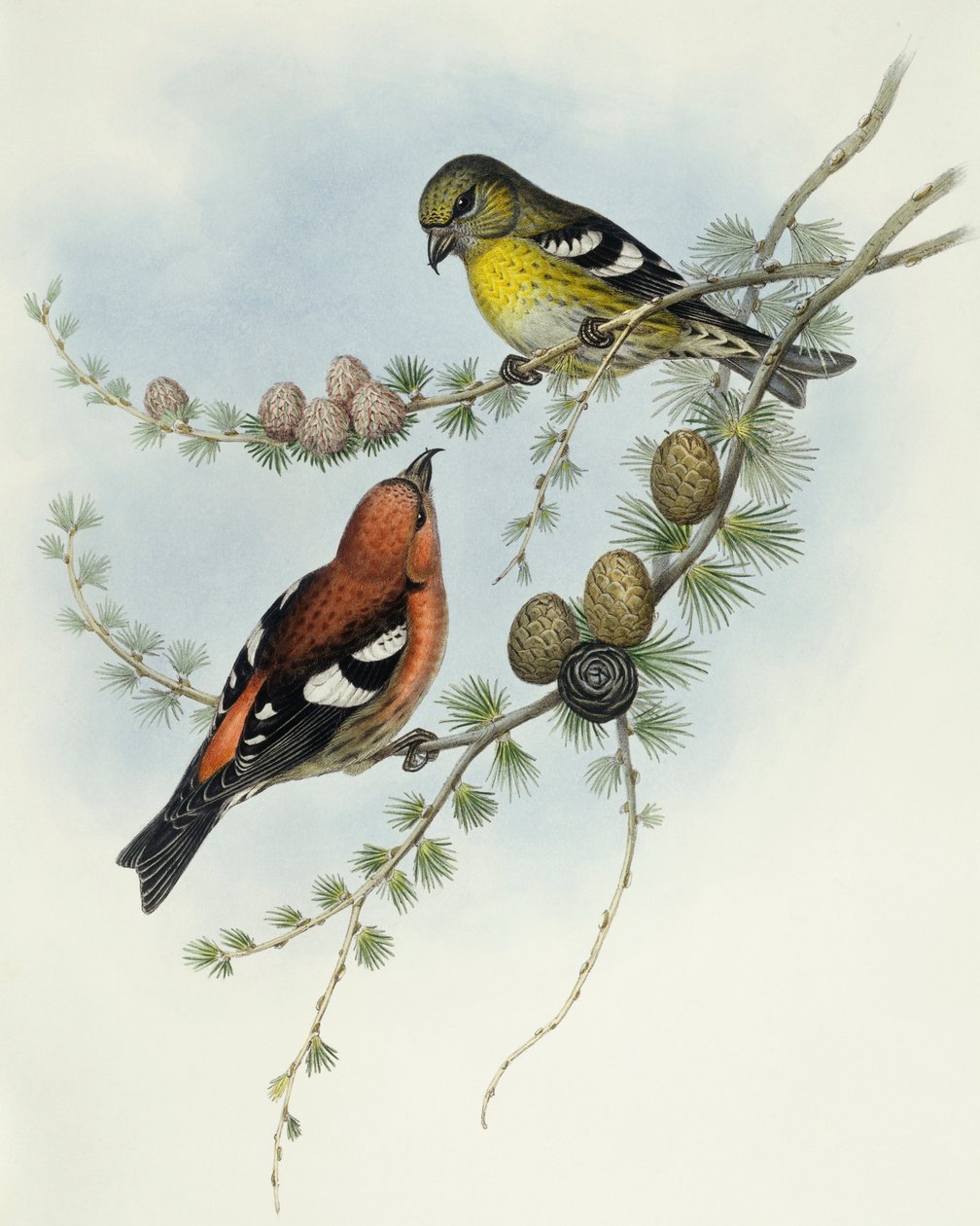 Krzyżodziób białoskrzydły (Loxia leucoptera), Grawerowanie Johna Gould autorstwa John Gould