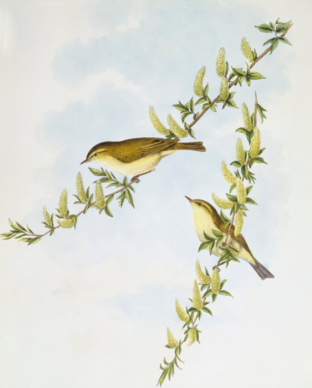 Lasówka wierzbowa (Phylloscopus trochilus), Grawerowanie John Gould autorstwa John Gould