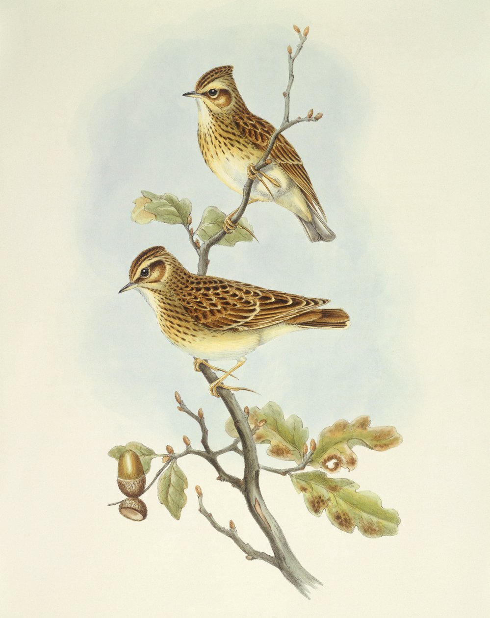 Skowronek (Lullula arborea), Grawerowanie Johna Gould autorstwa John Gould