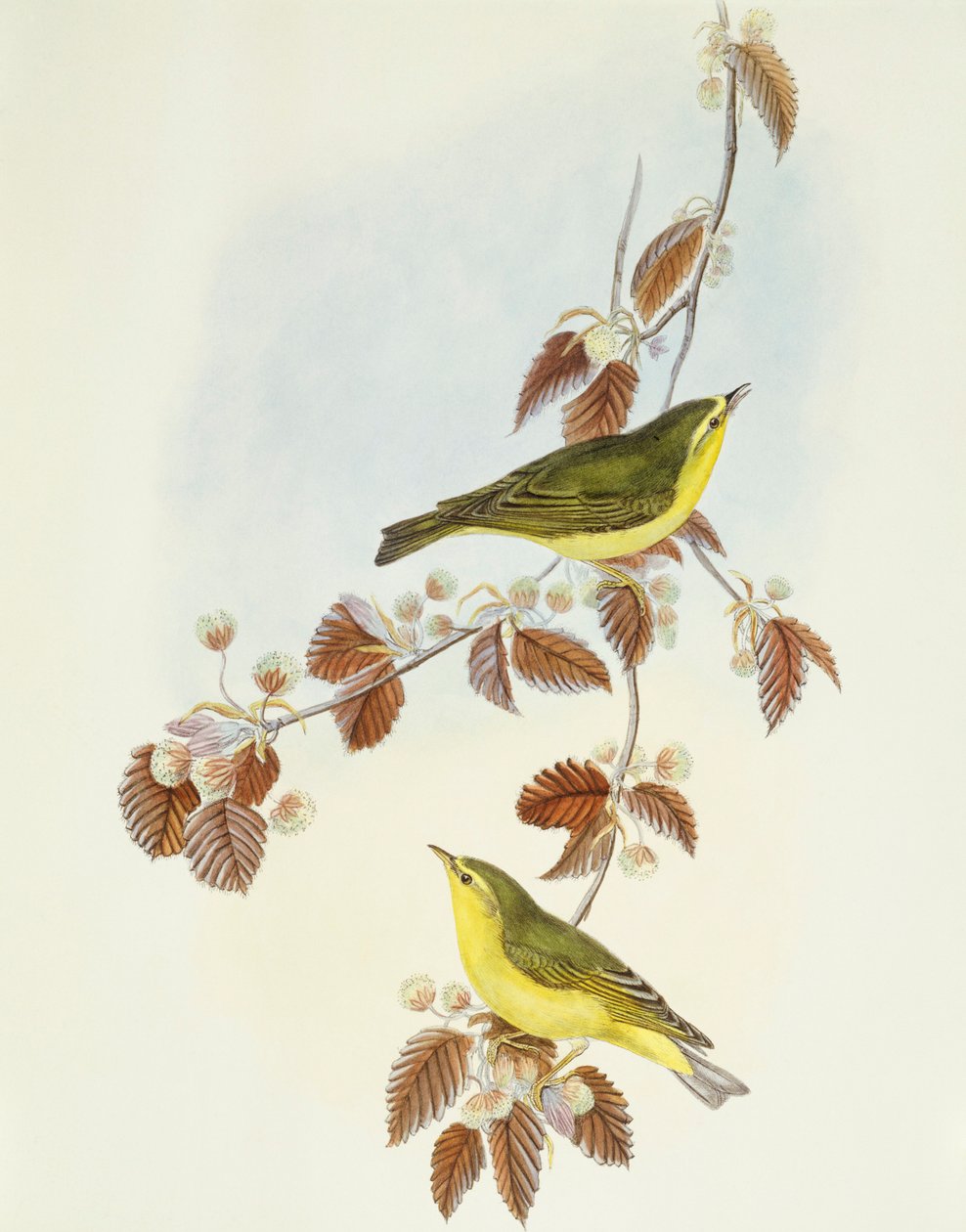 Lasówka (Phylloscopus sibilatrix), Grawerowanie John Gould autorstwa John Gould