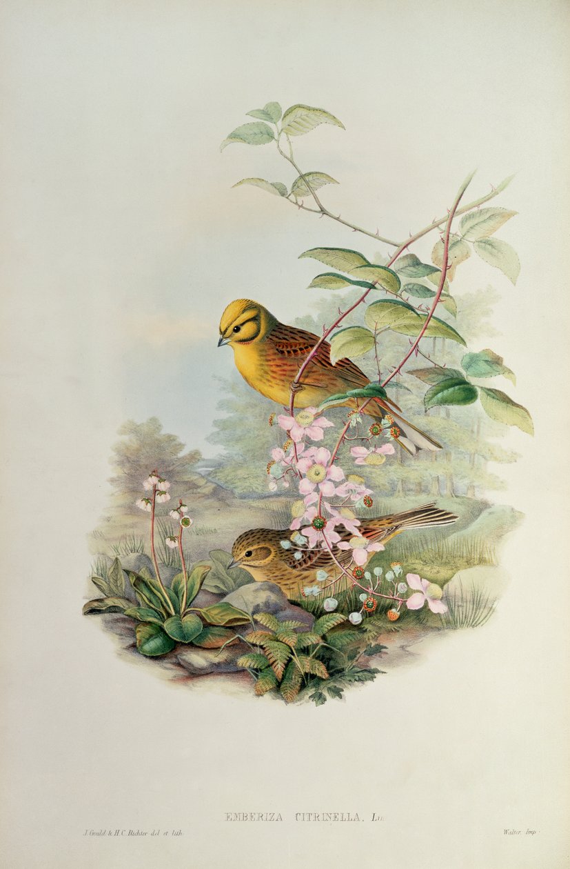 Trznadel autorstwa John Gould