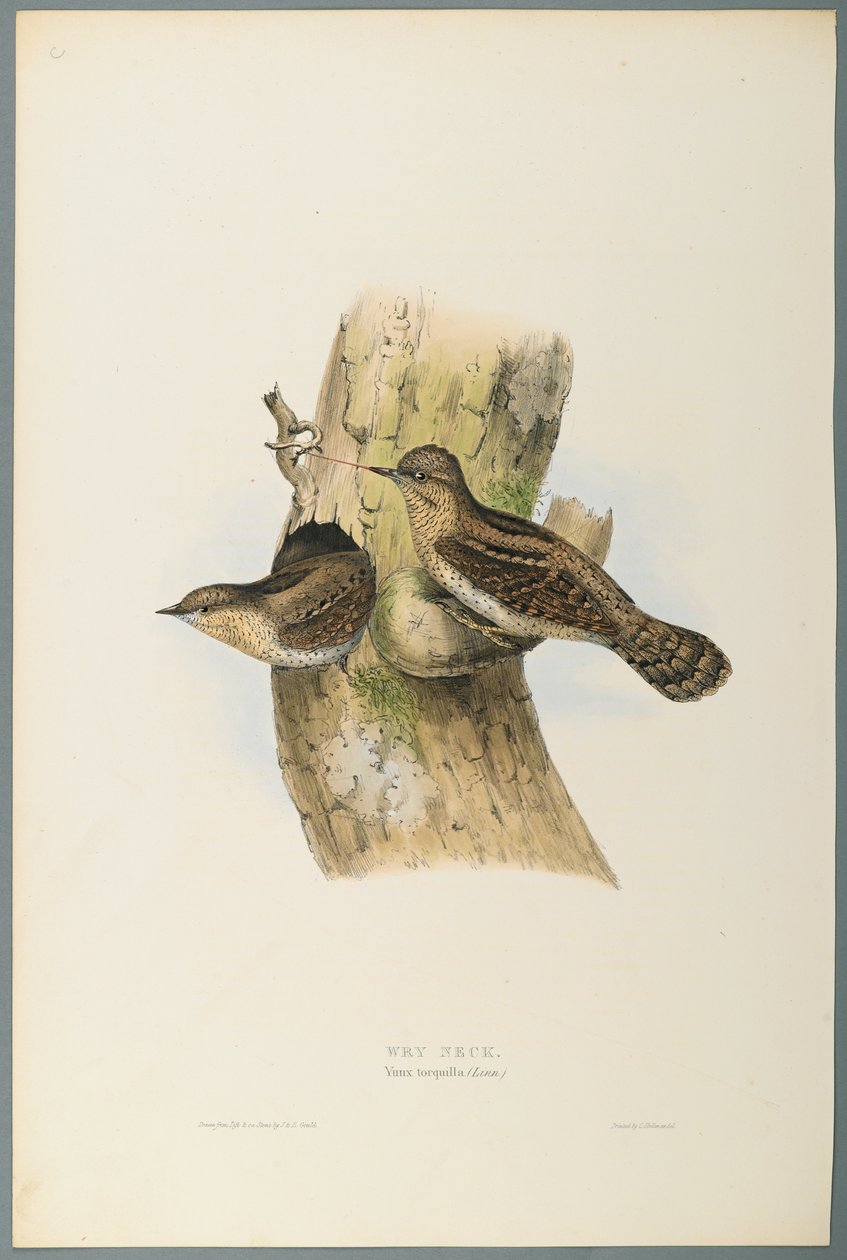 Yunx Torquilla: Wry Neck (kolor lito na papierze tkanym) autorstwa John Gould