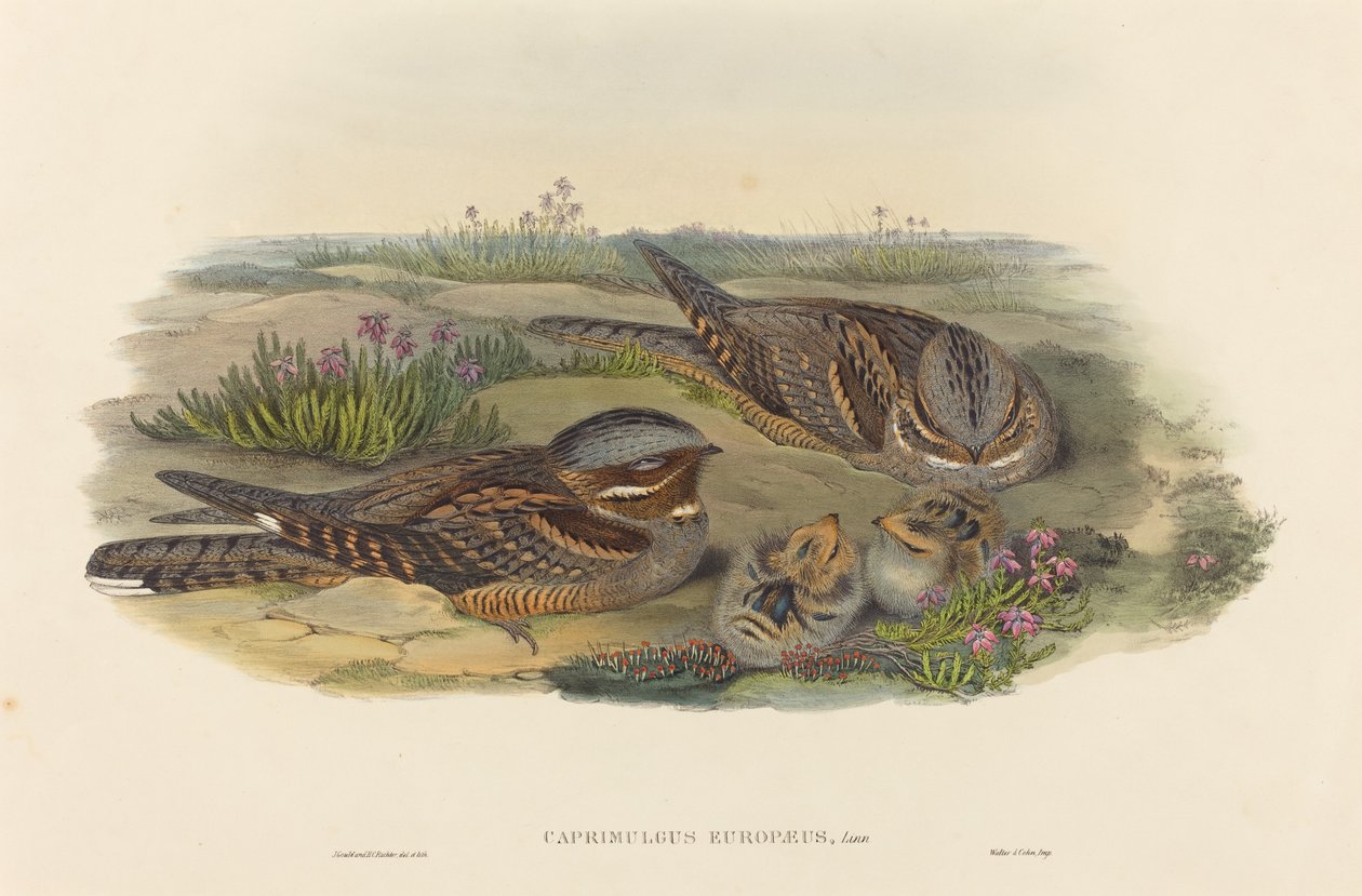 Caprimulgus europaeus (Koziorożec) autorstwa John Gould and H.C. Richter