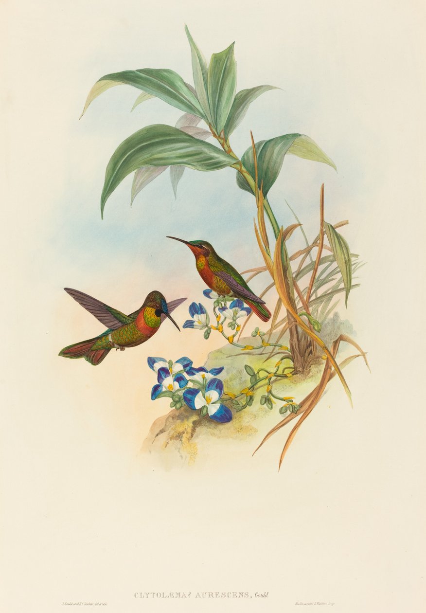 Clytolaema aurescens (Rubin z paskami lub Rubin Goulda) autorstwa John Gould and H.C. Richter