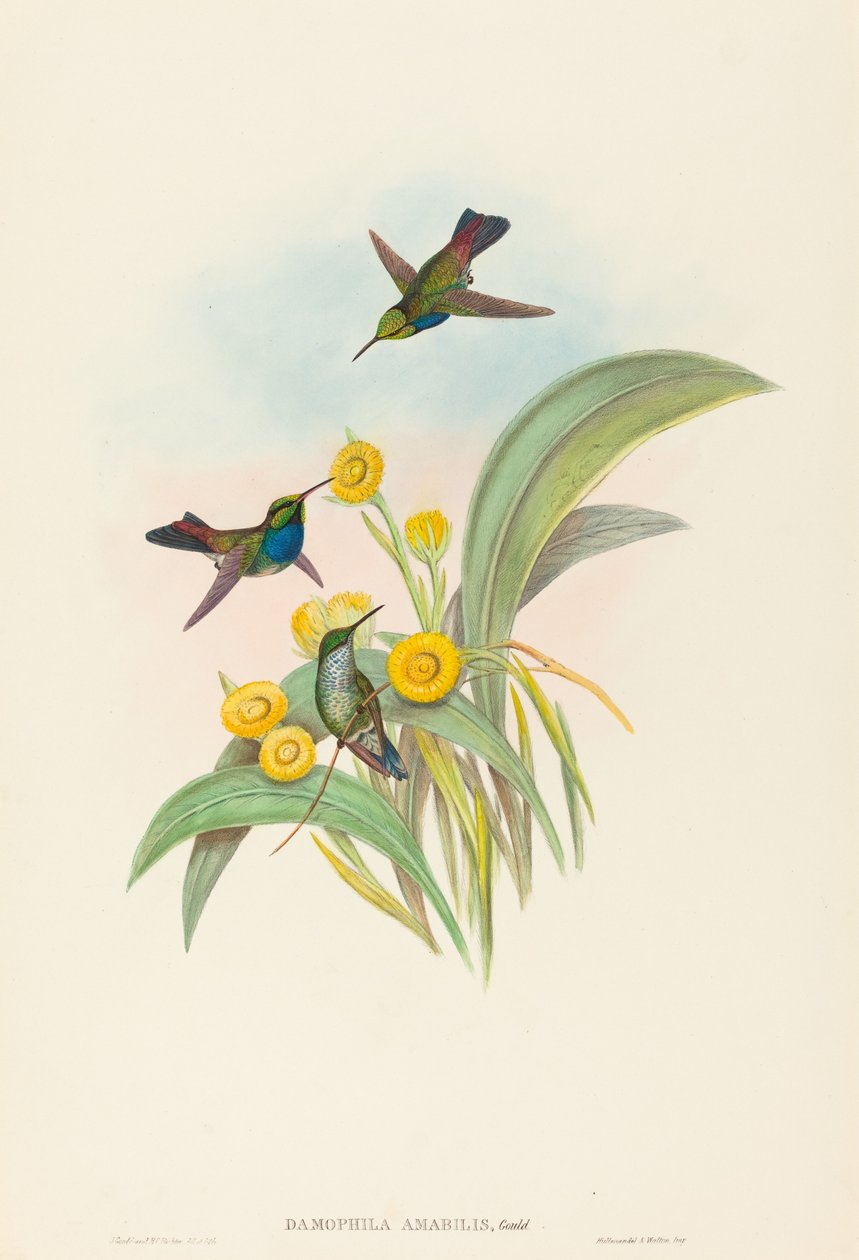 Damophila amabilis (niebieskopierśny koliber) autorstwa John Gould and H.C. Richter