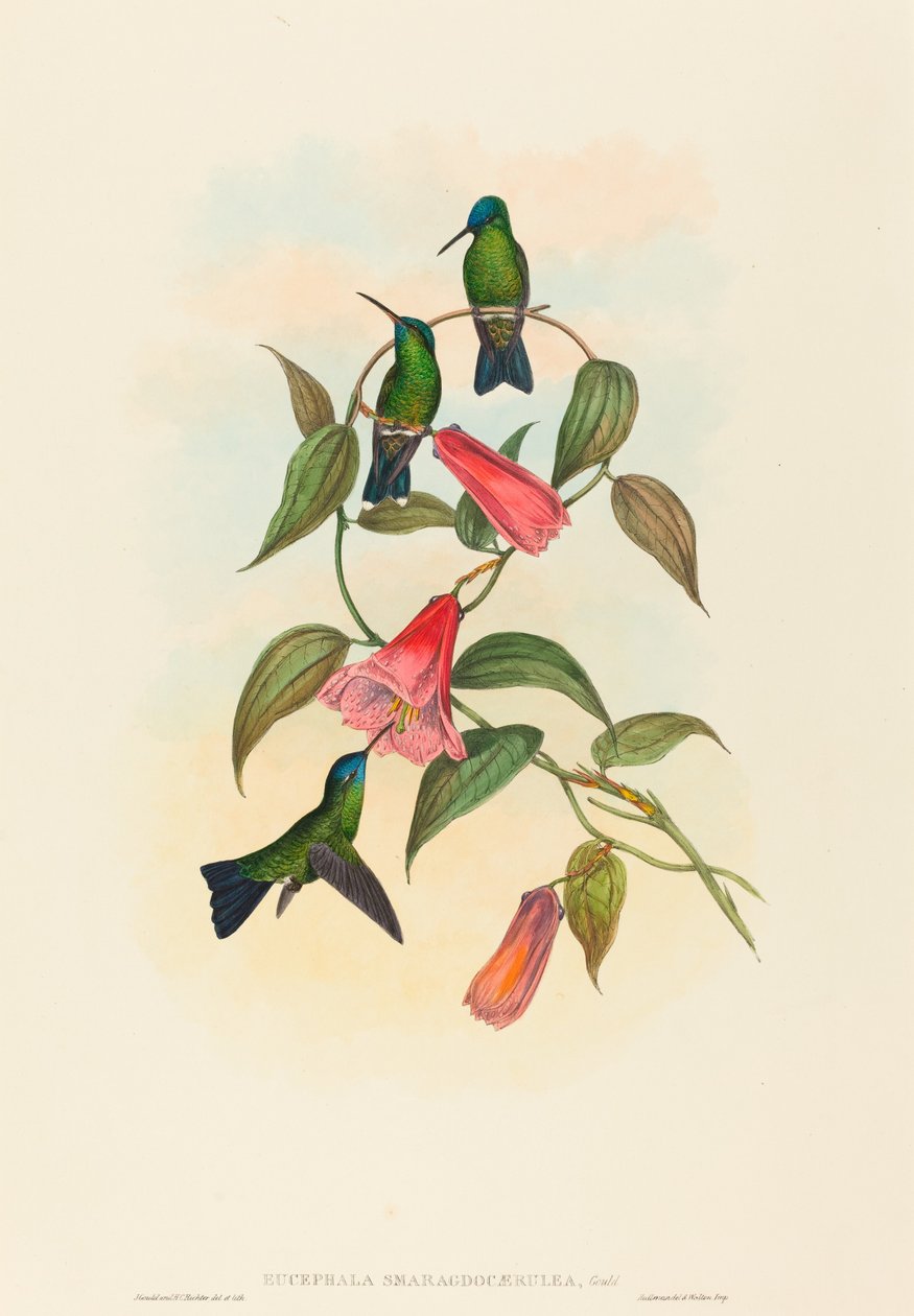 Eucephala smaragdocaerulea (nimfa leśna Goulda) autorstwa John Gould and H.C. Richter