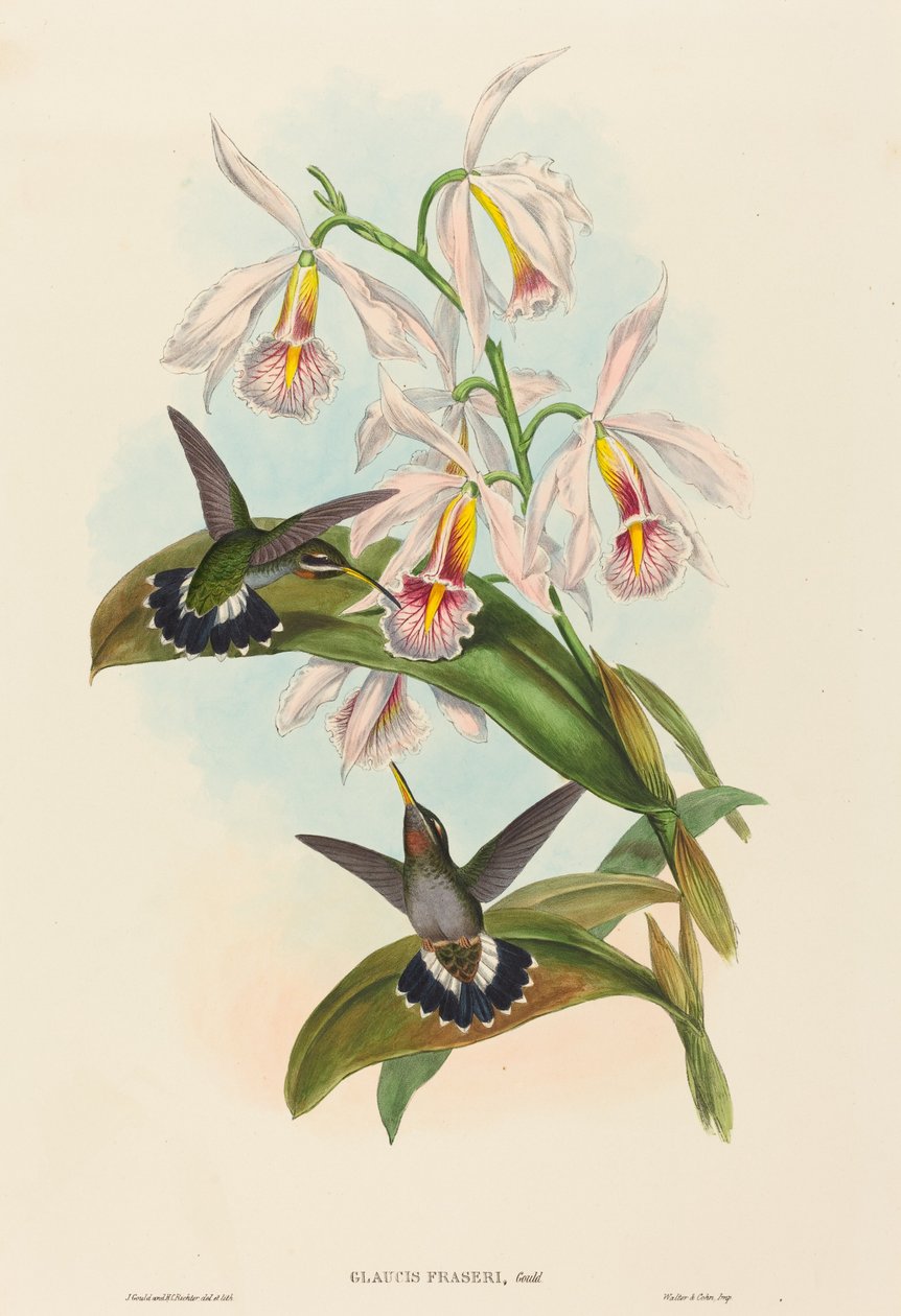 Glaucis fraseri (kolczaste gardło Frasera) autorstwa John Gould and H.C. Richter