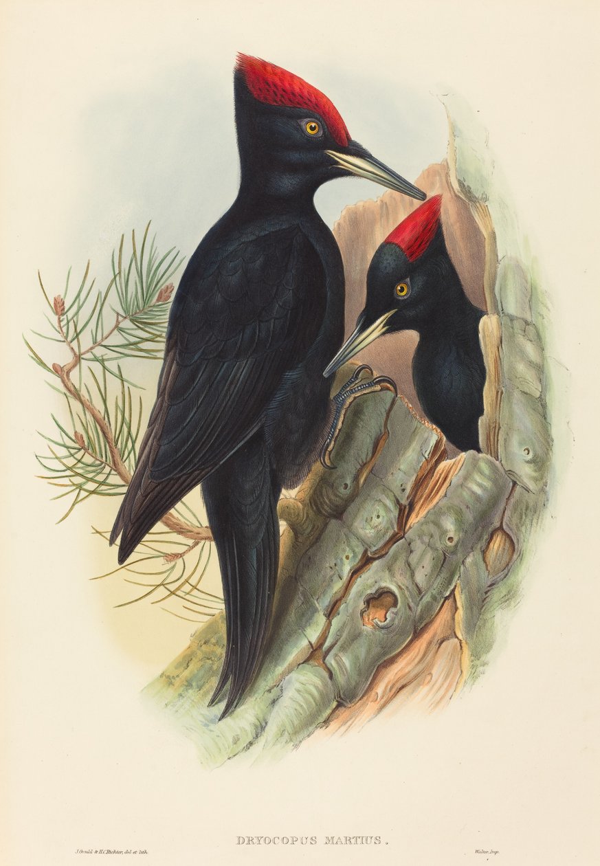 Dzięcioł czarny (Dryocopus martius) autorstwa John Gould and H.C. Richter